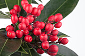 Skimmia japonica subsp. reevesiana