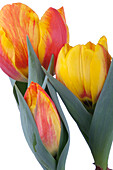 Tulipa 'Flair'