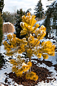 Pinus contorta 'Chief Joseph' (with snow)