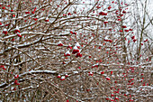 Sorbus aucuparia (mit Schnee)