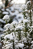 Cephalotaxus harringtonia 'Fastigiata' 