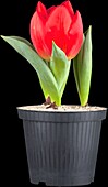 Tulipa 'Red Paradise'