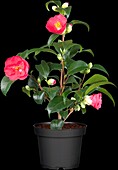 Camellia japonica