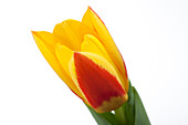 Tulipa kaufmanniana Stresa