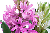 Hyacinthus orientalis, pink