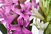 Hyacinthus orientalis, pink