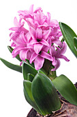 Hyacinthus orientalis, rosa
