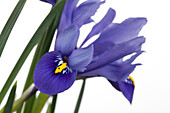 Iris versicolor, blue