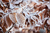 Fagus sylvatica (hoar frost)