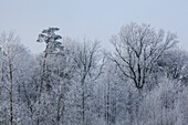 Winter impression trees