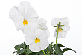 Viola cornuta, white
