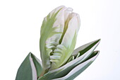 Tulipa `Silver Parrot`