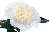 Camellia japonica 'Jurys Yellow'