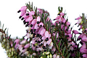 Erica darleyensis 'Lena'