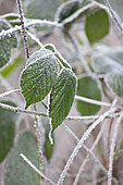 Leaves with hoarfrost