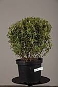 Ilex aquifolium 'Myrtifolia'