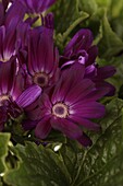 Cineraria