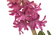 Hyacinthus orientalis 'Jan Bos'