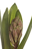 Hyacinthus orientalis