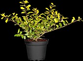 Ilex crenata 'Golden Gem