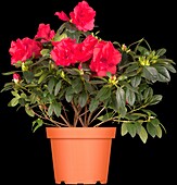 Rhododendron simsii, red