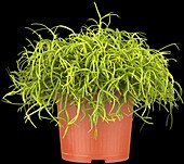 Rhipsalis cassutha