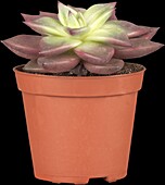 Echeveria