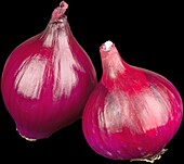 Onion, red