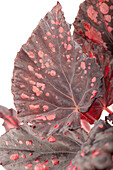 Begonia rex 'Magic Colour