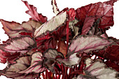 Begonia rex 'Magic Colour'