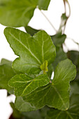 Hedera helix 'Wonder'