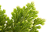 Selaginella martensii 'Jori'