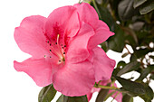 Rhododendron simsii, pink