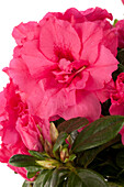 Rhododendron simsii, rosa