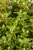 Ilex crenata 'Glorie Gem'