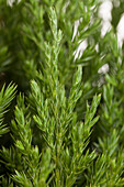 Juniperus chinensis 'Stricta'