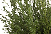 Chamaecyparis thyoides excell point