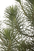 Pinus pinea silver crest