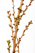 Prunus glandulosa 'Alba Plena'