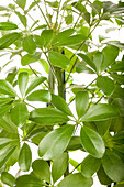 Schefflera arboricola 'Nora'