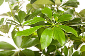 Schefflera arboricola Nora