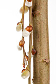 Salix caprea 'Pendula'
