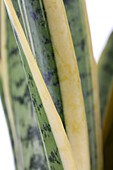 Sansevieria trifasciata var. laurentii