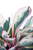 Peperomia clusiifolia 'Jellie'