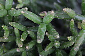 Rhipsalis