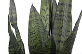 Sansevieria