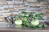 Kohlrabi