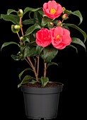 Camellia japonica