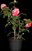 Camellia japonica