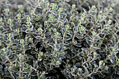 Thymus vulgaris 'Faustini